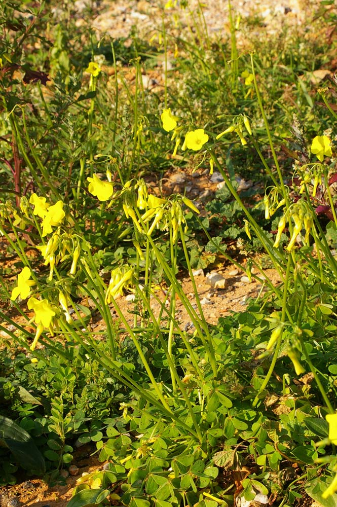 Oxalis pes-caprae / Acetosella gialla